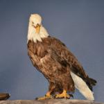 OTRA2013_1956 (July 21, 2013)